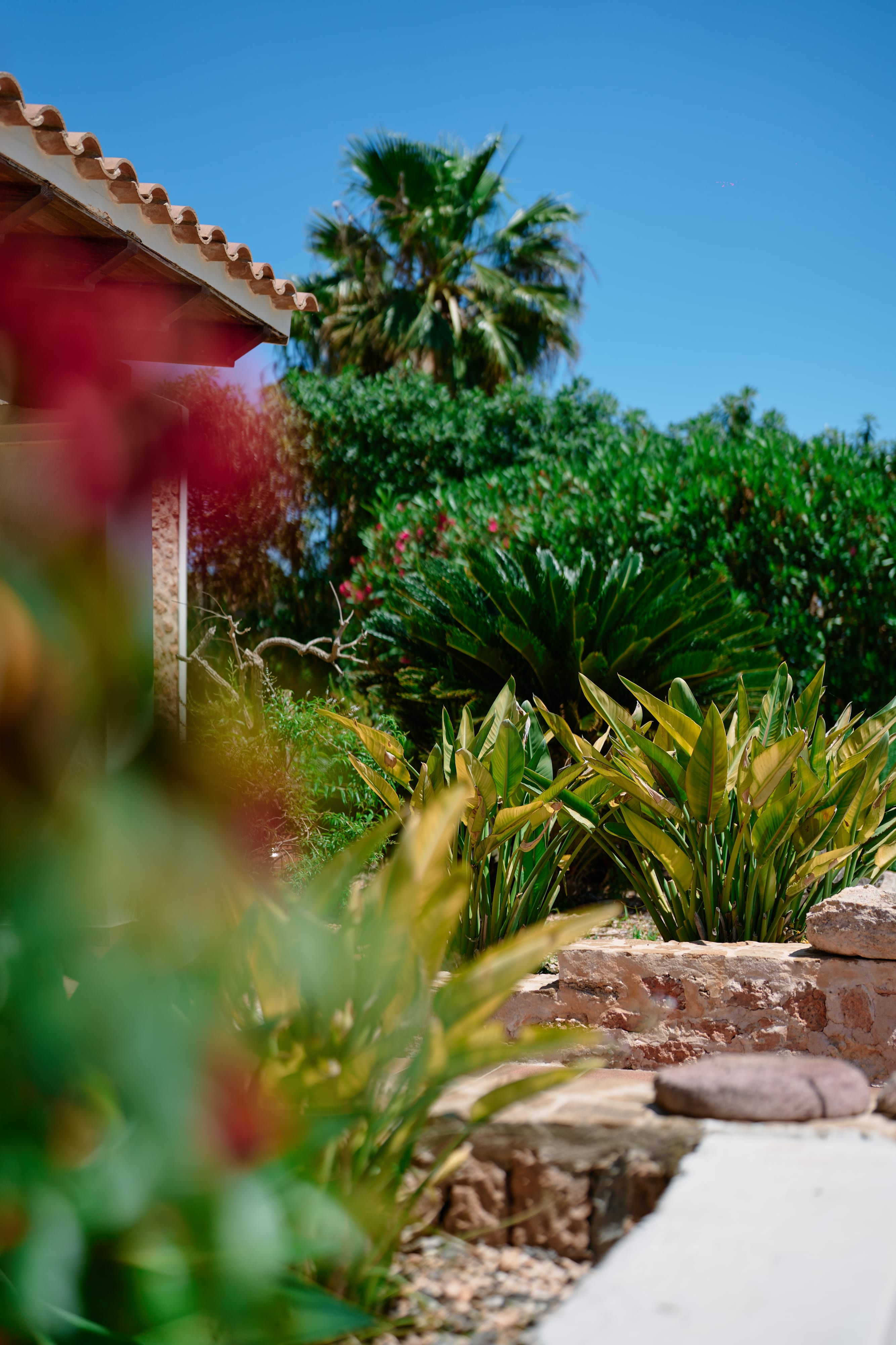 Jardín tropical con palmeras